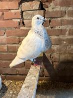 Gorguero koppel, Dieren en Toebehoren, Vogels | Duiven, Meerdere dieren, Kropper