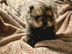 Super mooie Pomeriaan puppy's, Dieren en Toebehoren, Overige rassen, CDV (hondenziekte), 8 tot 15 weken, Meerdere
