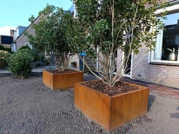 Hoogwaardige cortenstalen plantenbakken NIEUW 100x100x50 beschikbaar voor biedingen