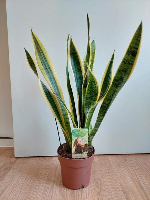 Sansevieria Laurentii - Vrouwentong / Sanseveria H: 67 cm., Huis en Inrichting, Kamerplanten, Vetplant, Minder dan 100 cm, Groene kamerplant