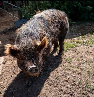 Stamboek Kune Kune dekbeer te huur beschikbaar voor biedingen