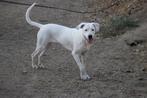 Alora Dog Rescue: Jess zoekt een kameraad, Particulier, Rabiës (hondsdolheid), 1 tot 2 jaar, Buitenland
