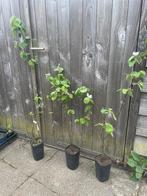 Kweepeerboompjes in pot, Ophalen, Minder dan 100 cm, In pot, Overige soorten
