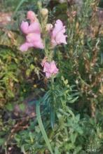 BIO zaden van leeuwenbekje uit eigen moestuin, Ophalen of Verzenden, Volle zon