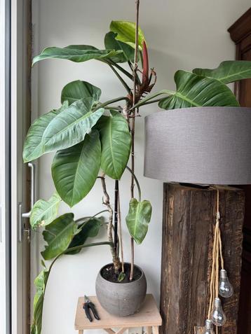 5 gratis planten ZONDER pot/5 free plants WITHOUT pot beschikbaar voor biedingen