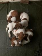 Honden foxteriër pups, Dieren en Toebehoren, Jack Russell Terriër, Meerdere, Meerdere dieren, Nederland