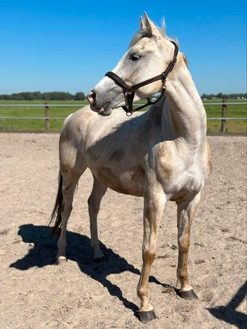 Knappe 3 jarige merrie  beschikbaar voor biedingen
