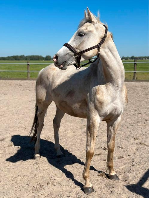 Knappe 3 jarige merrie, Dieren en Toebehoren, Paarden, Merrie, Onbeleerd, 160 tot 165 cm, 3 tot 6 jaar, Dressuurpaard, Met stamboom