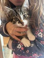 Kleine kittens, Dieren en Toebehoren