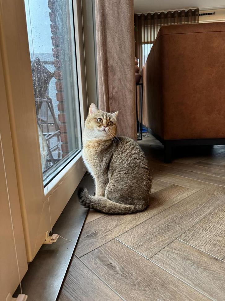 Britse korthaar, Dieren en Toebehoren, Katten en Kittens | Overige Katten, Poes