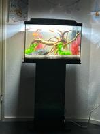 Aquarium, Dieren en Toebehoren, Vissen | Aquaria en Toebehoren, Ophalen of Verzenden, Zo goed als nieuw, Gevuld zoetwateraquarium