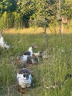 Jonge ganzen, Meerdere dieren, Gans of Zwaan