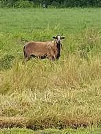 Maasduinen schaap. Volwassen ram en 2 jonge rammetjes, Dieren en Toebehoren, Schapen, Geiten en Varkens, Mannelijk, Schaap, 0 tot 2 jaar