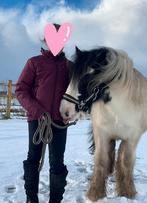 Vezorgpony/paard gezocht!, Ophalen of Verzenden, Nieuw