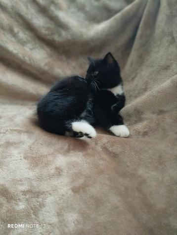 
Laatste prachtige half Brits korthaar kitten! beschikbaar voor biedingen