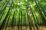 Gratis bomen op het land voor boeren, agrariërs, particulier, Tuin en Terras, Planten | Bomen, Ophalen of Verzenden