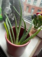 Aloe vera plantjes, Huis en Inrichting, Kamerplanten, Ophalen of Verzenden, Overige soorten, Minder dan 100 cm