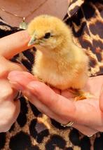 Zijdehoen kriel kuikens beschikbaar, Dieren en Toebehoren, Pluimvee, Geslacht onbekend, Kip