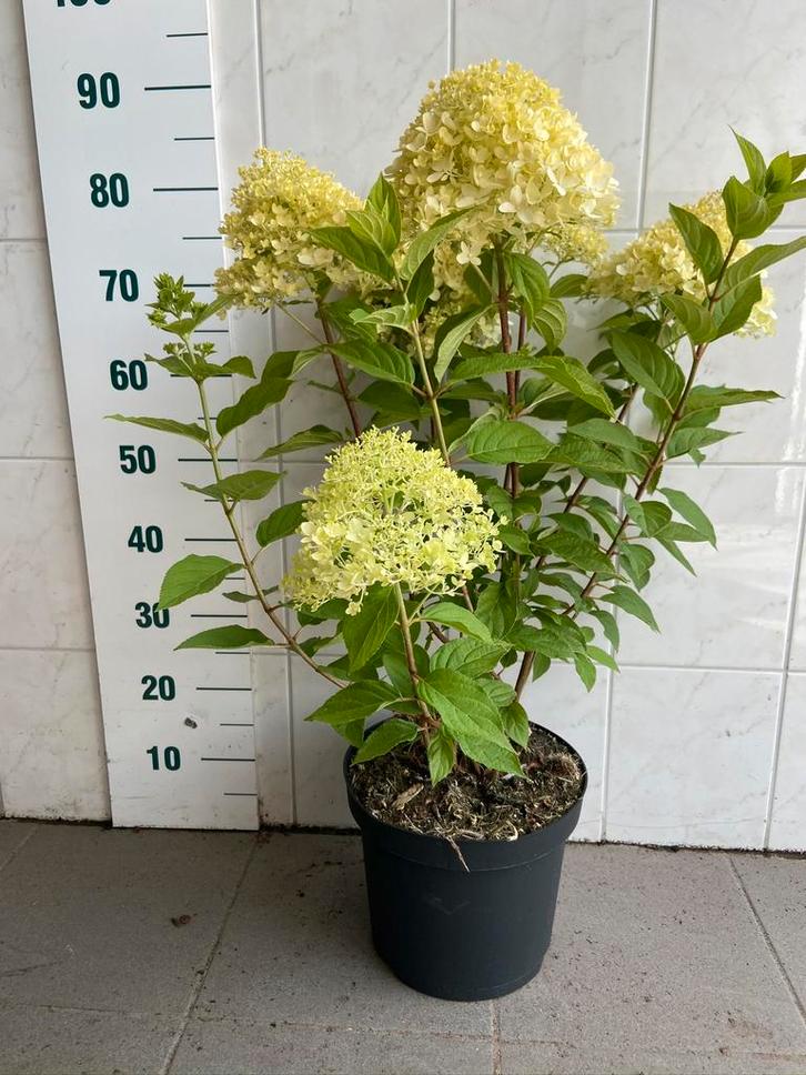 Hydrangea paniculata Limelight (Pluimhortensia), Tuin en Terras, Planten | Tuinplanten, Overige soorten, Halfschaduw, Zomer, Ophalen