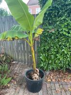 Banaan, Ophalen of Verzenden, Winter, Volle zon, Overige soorten