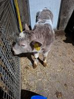 bb dikbil stierkalf, Dieren en Toebehoren, Runderen, Mannelijk