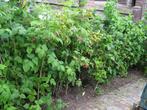 Veel Frambozen planten, Ophalen of Verzenden, Overige soorten, 100 tot 250 cm