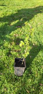 Braam (Rubus fruticosa 'Thornless Evergreen'), Tuin en Terras, Ophalen of Verzenden