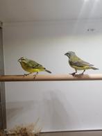 Mooi koppeltje Mozambique sijzen., Dieren en Toebehoren, Vogels | Overige Vogels, Meerdere dieren, Tropenvogel, Geringd