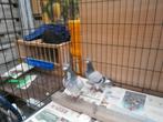 2 zeer mooie Postduiven 2025 (Lijn Verbree), Dieren en Toebehoren, Vogels | Duiven, Geslacht onbekend, Postduif