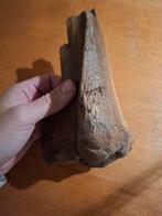 Groot Fossiel Bot Fragment bovenbeen, Verzamelen, Ophalen of Verzenden, Fossiel