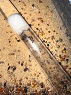 Messor minor hesperius bicolor kolonies tekoop, Dieren en Toebehoren, Mieren