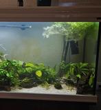 Compleet aquarium 200L (Inc.Kast, filter, vissen, garnalen), Dieren en Toebehoren, Vissen | Aquariumvissen, Vis, Zoetwatervis
