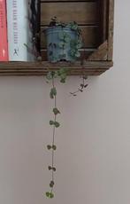 Chinees lantaarnplantje/ String of Hearts, Huis en Inrichting, Kamerplanten, Ophalen of Verzenden, Overige soorten, Halfschaduw
