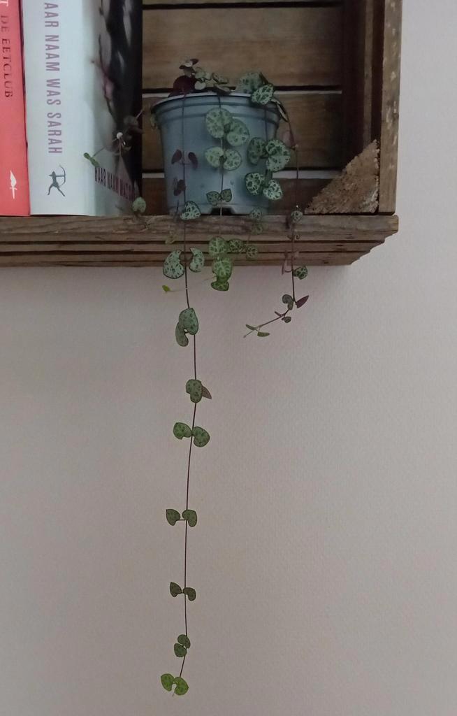 Chinees lantaarnplantje/ String of Hearts, Huis en Inrichting, Kamerplanten, Overige soorten, Minder dan 100 cm, Halfschaduw, Ophalen of Verzenden