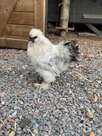 Zijdehoen haan, Dieren en Toebehoren, Mannelijk, Kip