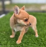 Te koop leuke chihuahua x dwergkees pup, Dieren en Toebehoren, Honden | Niet-rashonden, Nederland, Reu, 8 tot 15 weken, Eén hond
