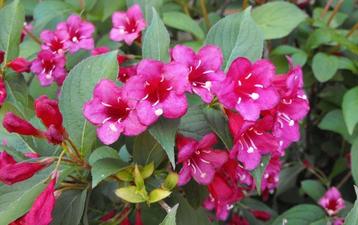 weigelia vaste plant losse struik  beschikbaar voor biedingen