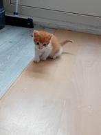 Kittens  3. katers, Dieren en Toebehoren, Katten en Kittens | Raskatten | Korthaar, Kater, Ontwormd