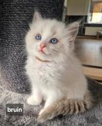 Prachtige ragdoll kittens met stamboom, Dieren en Toebehoren, Katten en Kittens | Raskatten | Langhaar, Kater, Ingeënt
