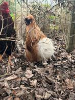 Zijdehoen kriel haan gratis af te halen!, Dieren en Toebehoren, Pluimvee, Mannelijk, Kip