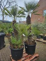Dikke Chamaerops Humilis Multistam - Europese Dwergpalm
