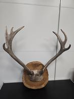 Groot rendier gewei, Verzamelen, Dierenverzamelingen, Ophalen, Zo goed als nieuw, Beeldje of Figuurtje