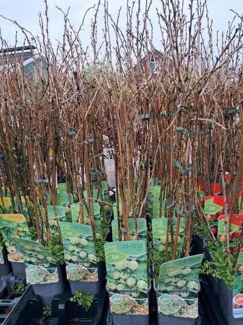 Kruisbessen! Rood en groen! Nu €7,95 pst ribes uva crispa, Tuin en Terras, Planten | Struiken en Hagen, Struik, Overige soorten
