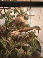 Wandelende tak te koop, Dieren en Toebehoren, Insecten en Spinnen, Wandelende tak