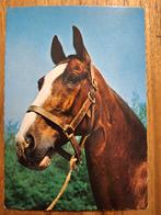 Dieren - Paard, Verzamelen, Ansichtkaarten | Dieren, Ophalen of Verzenden, Ongelopen, Paard