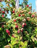 Klimmende rode zomer frambozen, Ophalen of Verzenden, Overige soorten, Volle zon