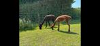 2 Mooie grote merrie alpaca’s, Dieren en Toebehoren, Overige Dieren, Vrouwelijk, Na 1 juli 2024