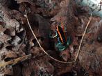 Phyllobates vittatus, Dieren en Toebehoren