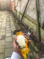 Lief en tamelijk caique mannetje zoekt een nieuw thuis, Mannelijk, Papegaai, Geringd