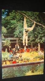 Ouwehand Dierenpark Rhenen., Ophalen of Verzenden, 1980 tot heden, Gelopen, Overige thema's